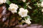 Photography a blossoming apple-tree