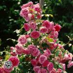 Photography of the big pink bush