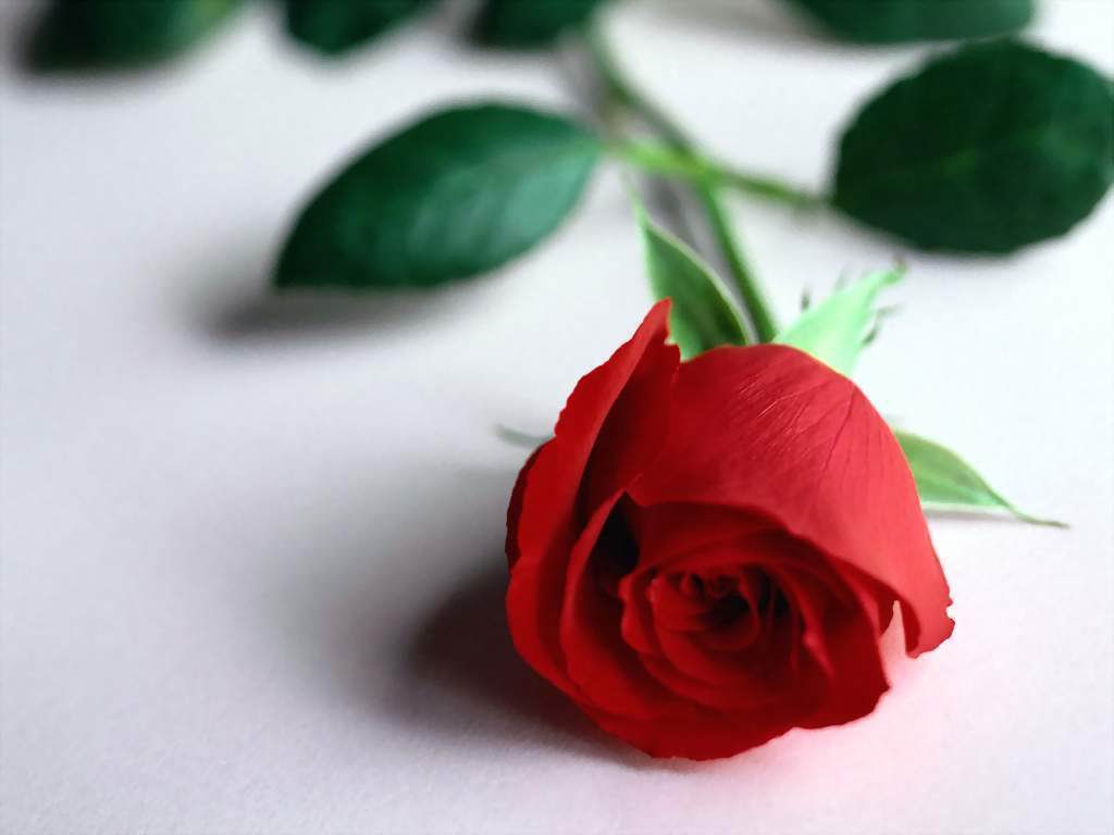 Picture with a scarlet rose on a white table