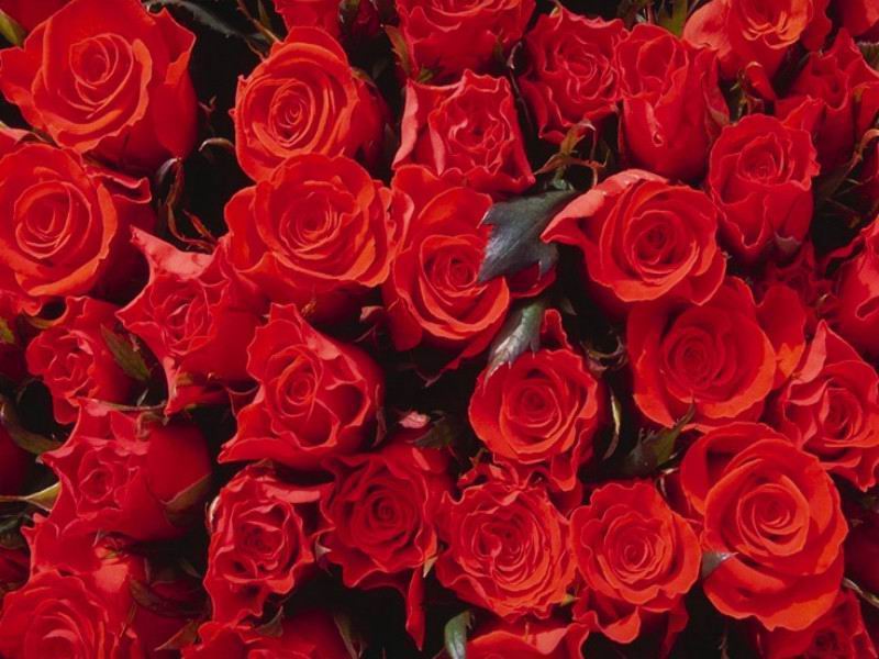 Photo The big bouquet of scarlet roses
