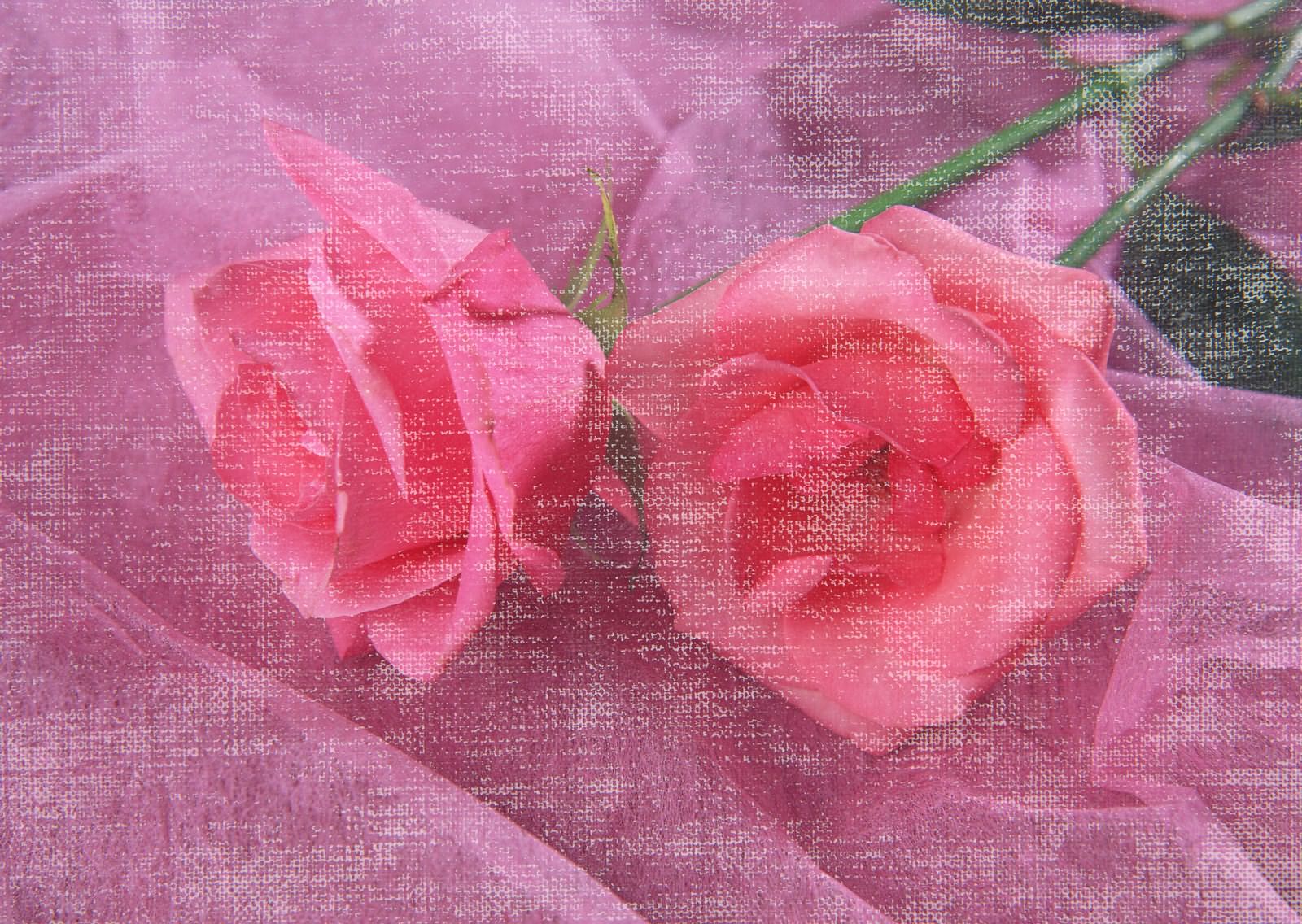 Photo of roses on a lilac fabric