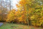 AUTUMN2.JPG