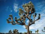 desert026.jpg