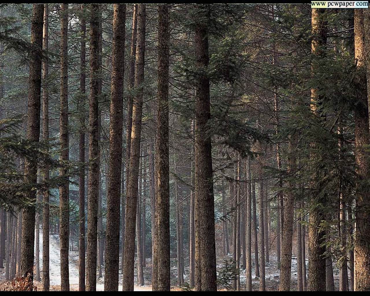nature16.jpg