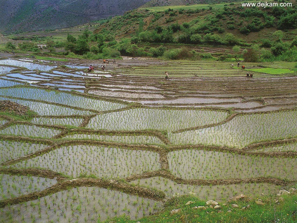 nature68.jpg