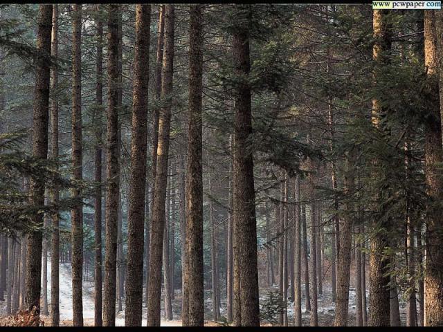 nature79.jpg