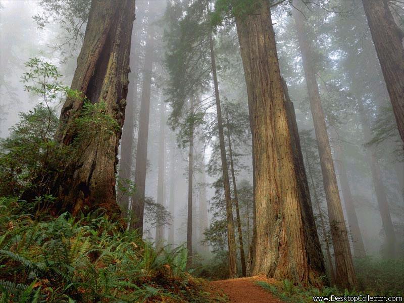 Nature_29.jpg