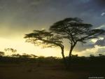sun-tree.jpg
