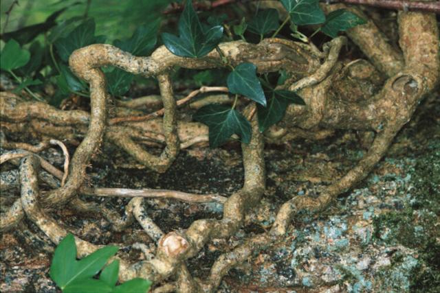 TREEROOT.JPG