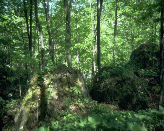 TREES1_1.JPG