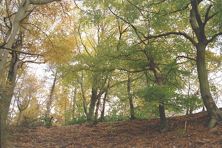 WOOD2.JPG