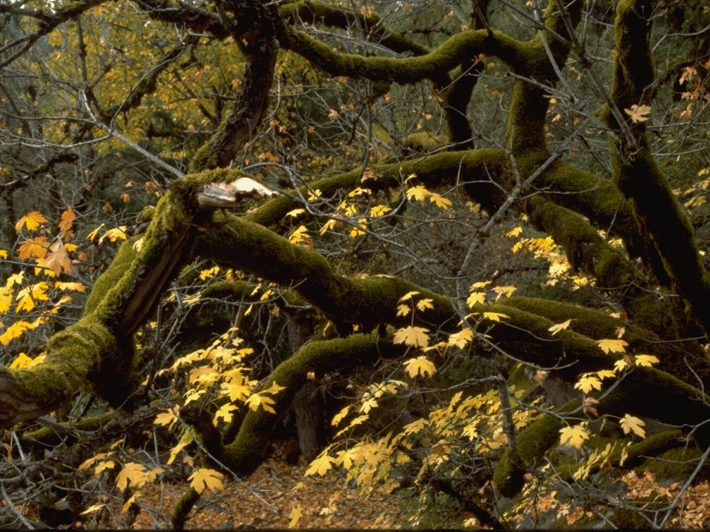 woods.jpg