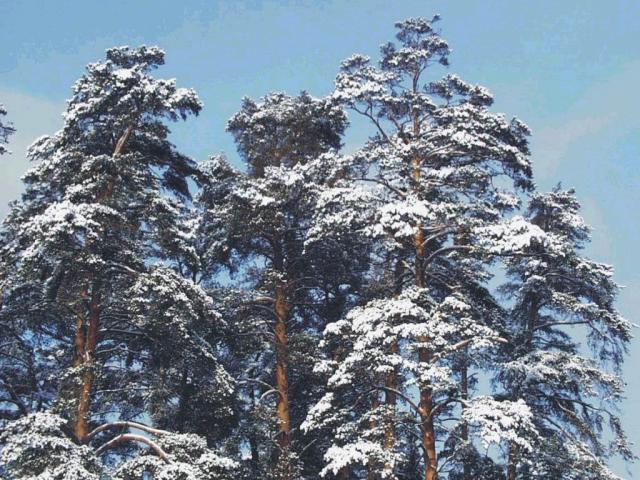 nature51.jpg