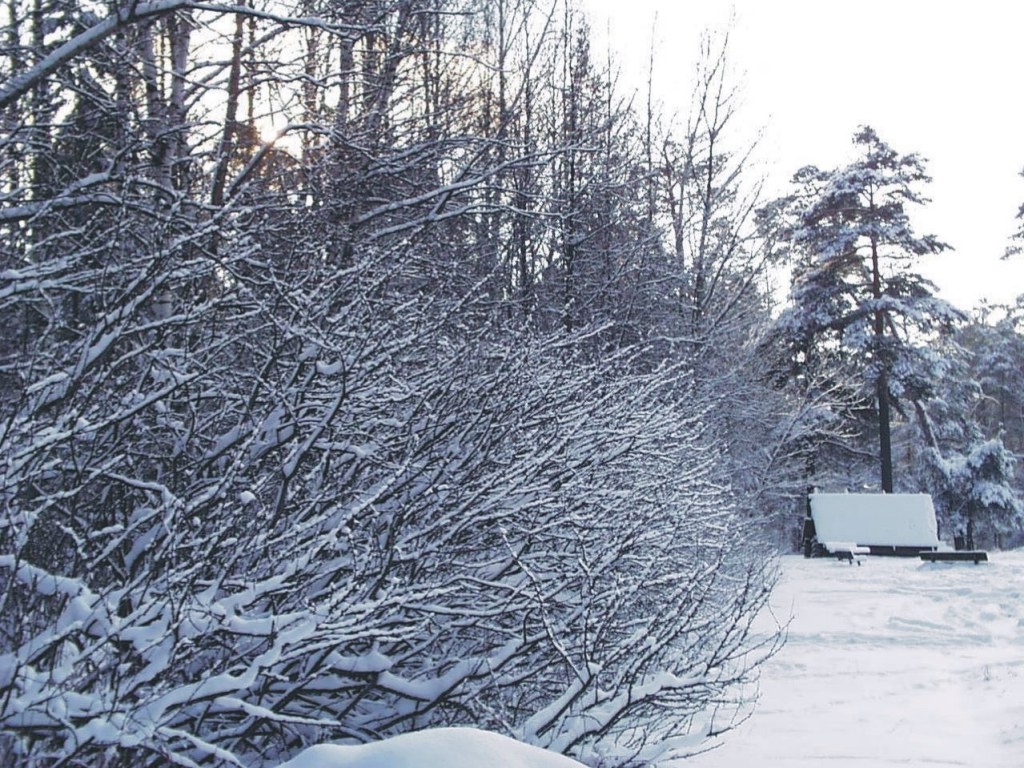 nature6.jpg