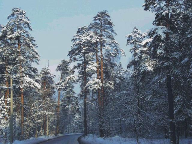 nature63.jpg