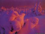 Nature_14.jpg