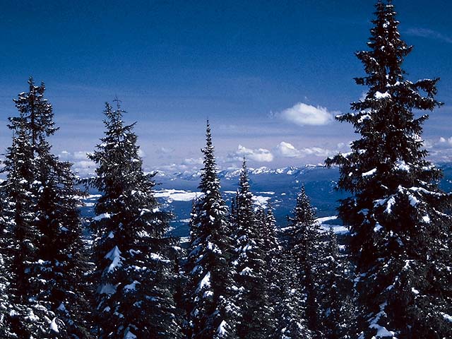 TREES5.JPG