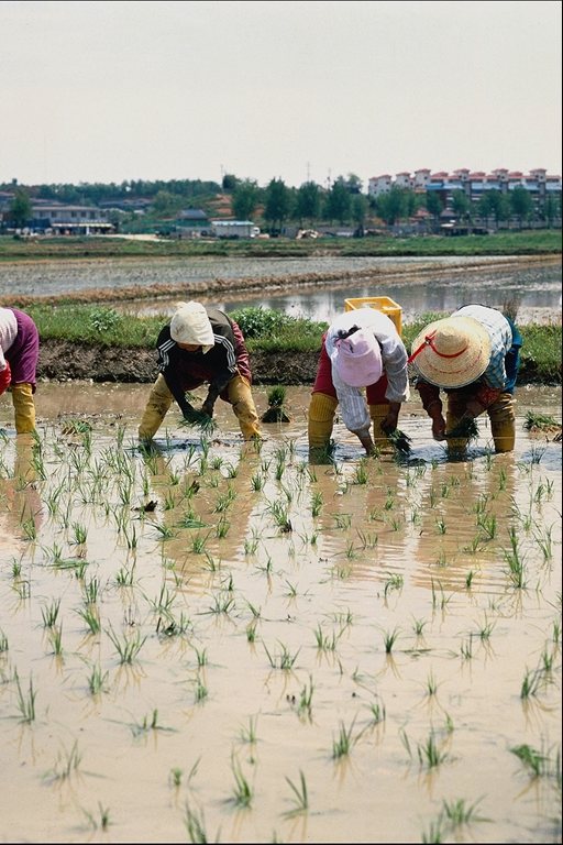 Photo of people working in the rice plantations