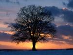 nature187.jpg