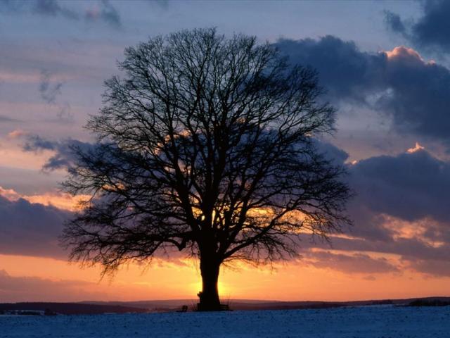 nature187.jpg