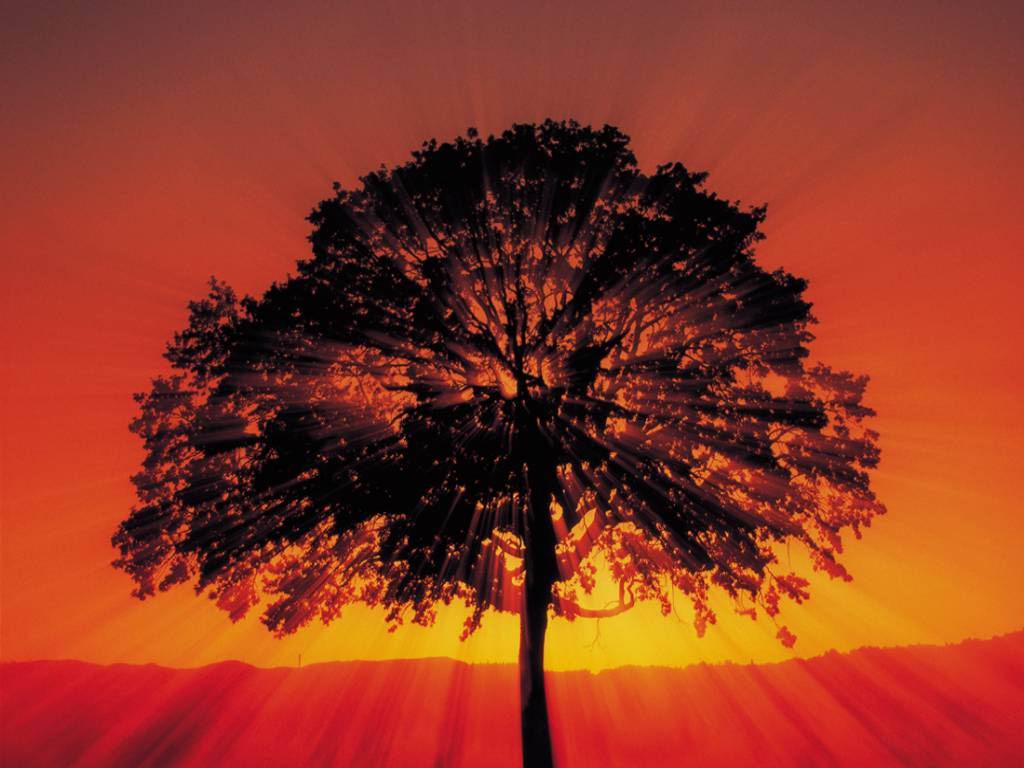 tree.jpg