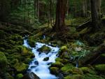 nature221.JPG