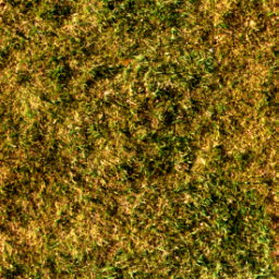 GRASS_.JPG