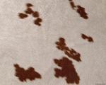 animal_patterns_71.jpg