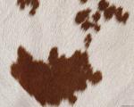 animal_patterns_73.jpg