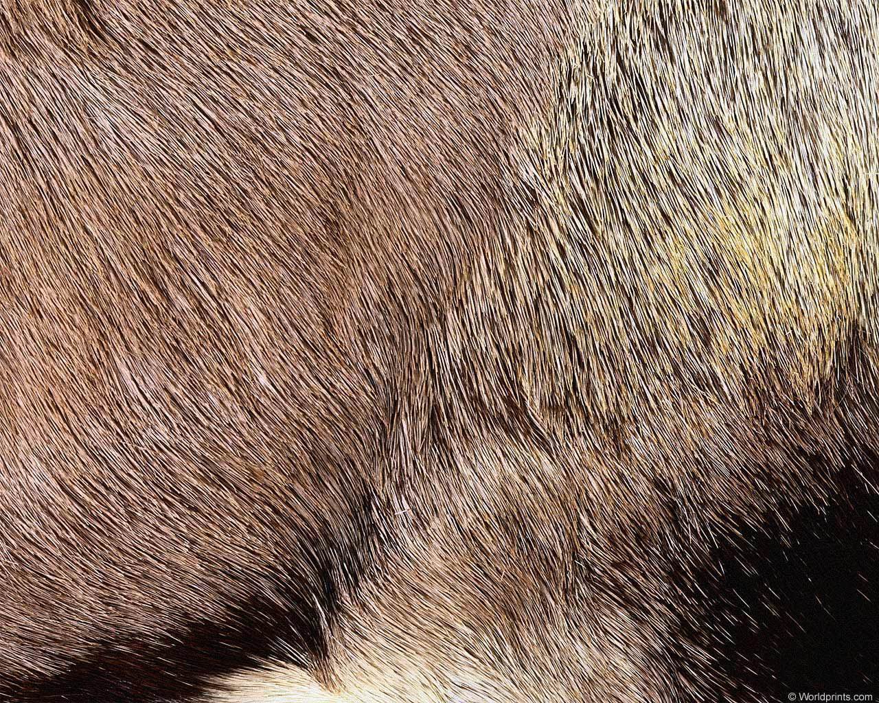 animal_patterns_74.jpg