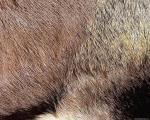 animal_patterns_74.jpg