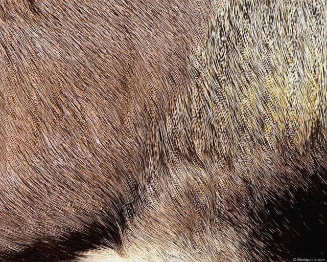 animal_patterns_74.jpg