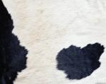 animal_patterns_75.jpg