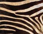 animal_patterns_79.jpg