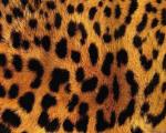 animal_patterns_81.jpg