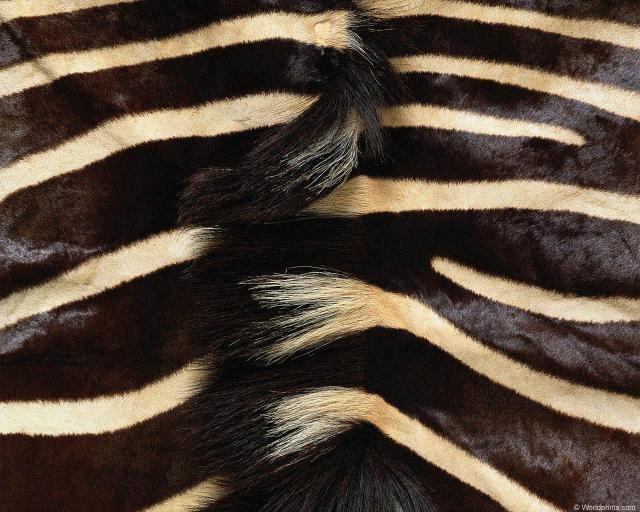 animal_patterns_82.jpg