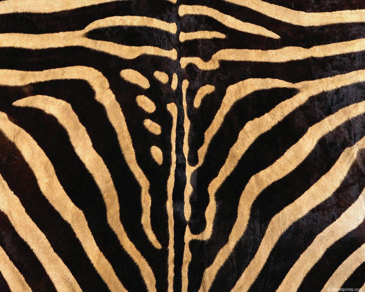 animal_patterns_83.jpg