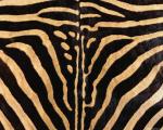 animal_patterns_83.jpg