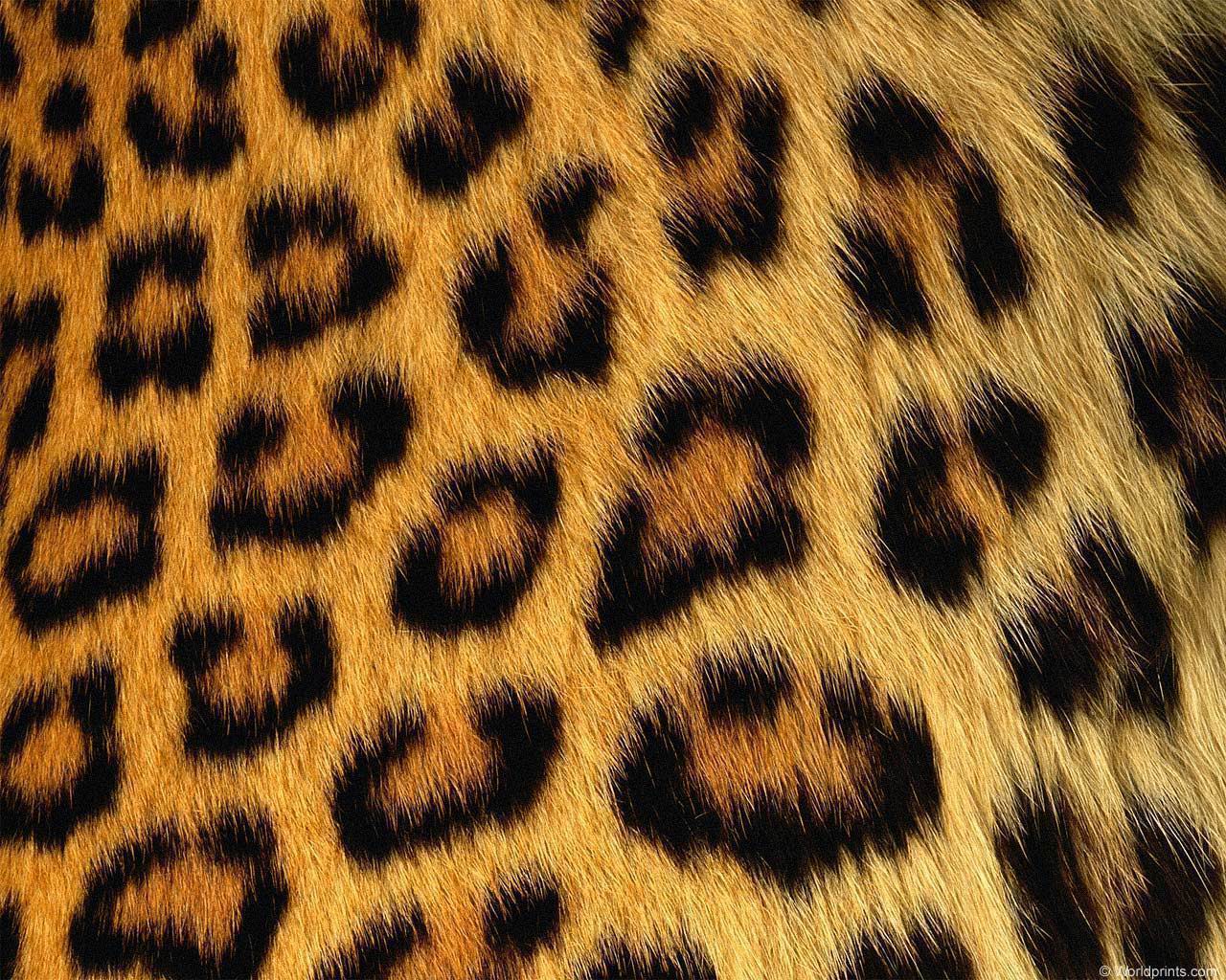 animal_patterns_84.jpg