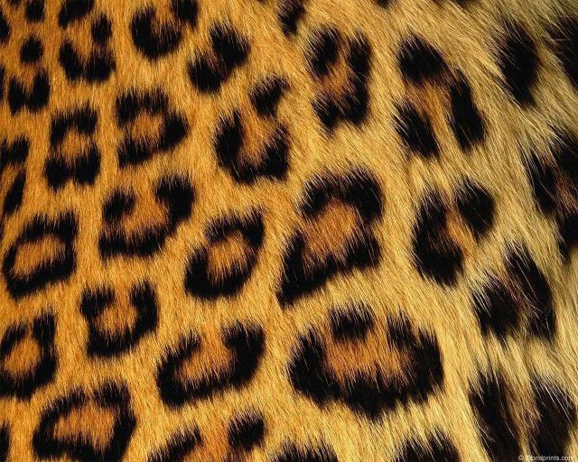 animal_patterns_84.jpg