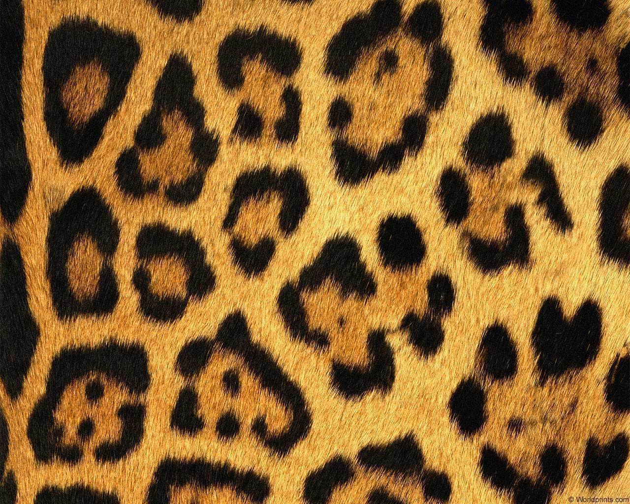 animal_patterns_85.jpg