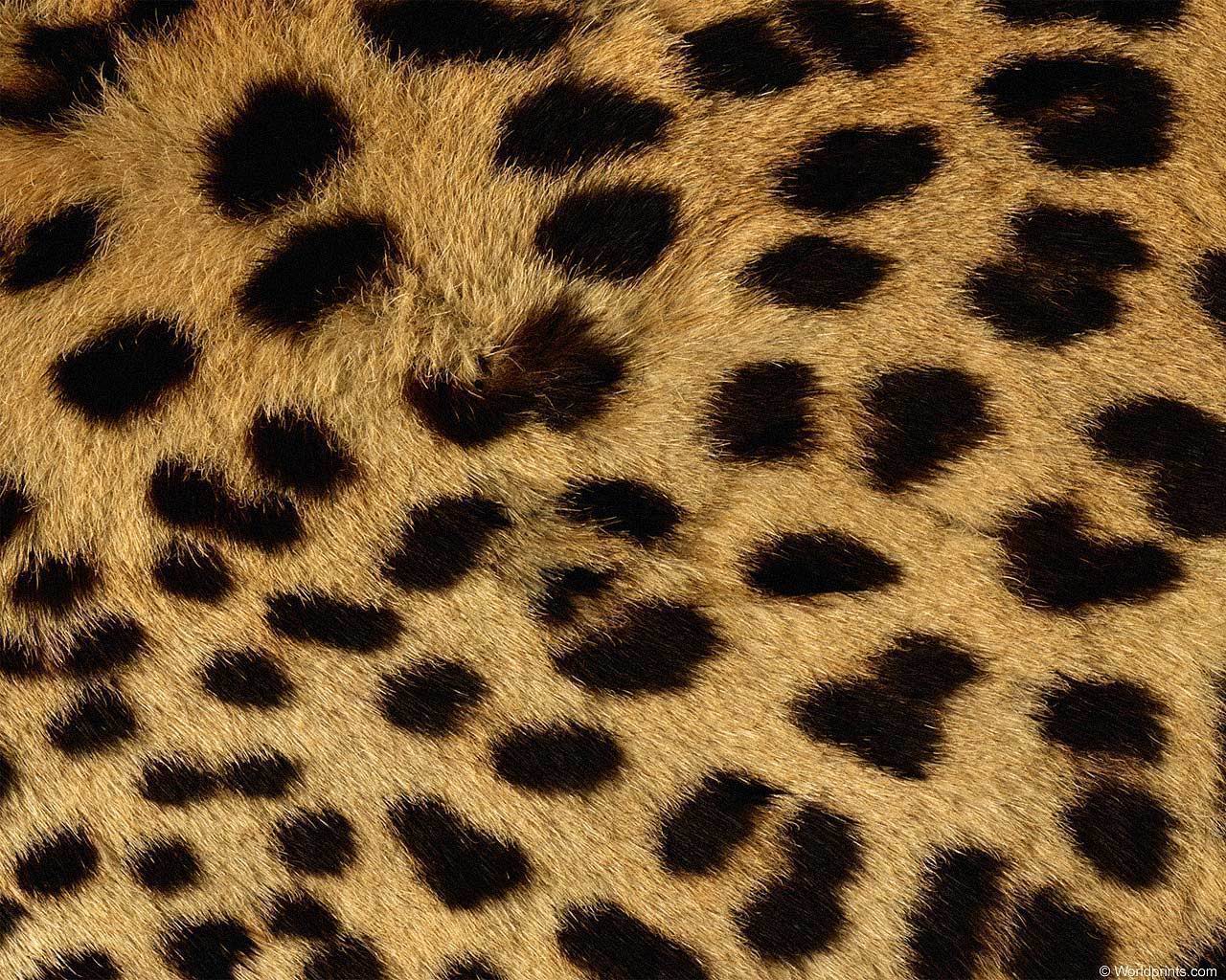 animal_patterns_86.jpg
