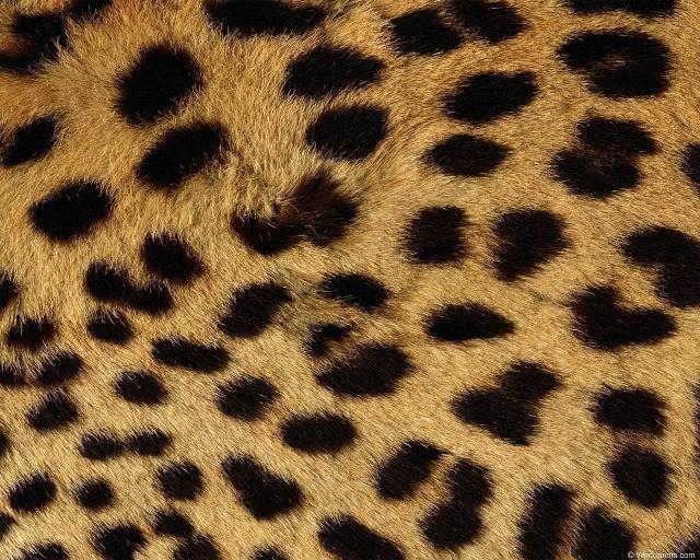 animal_patterns_86.jpg
