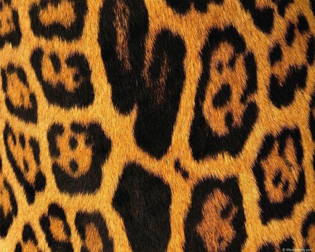 animal_patterns_88.jpg