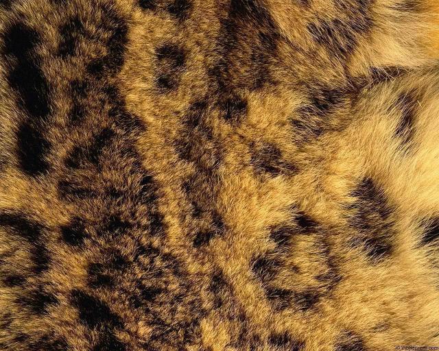 animal_patterns_91.jpg