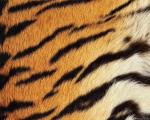animal_patterns_95.jpg