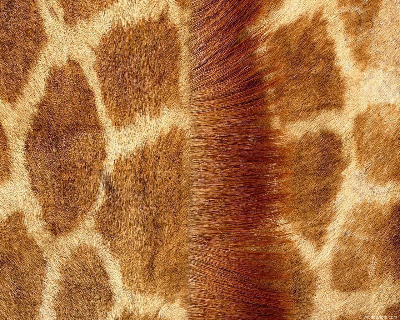 animal_patterns_97.jpg