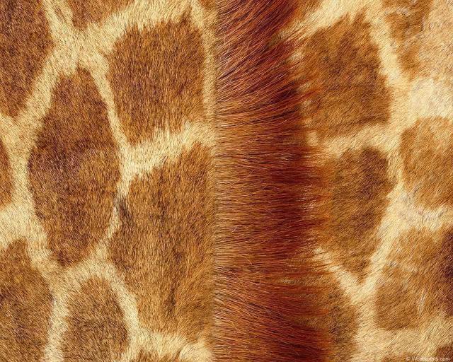 animal_patterns_97.jpg
