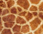 animal_patterns_99.jpg
