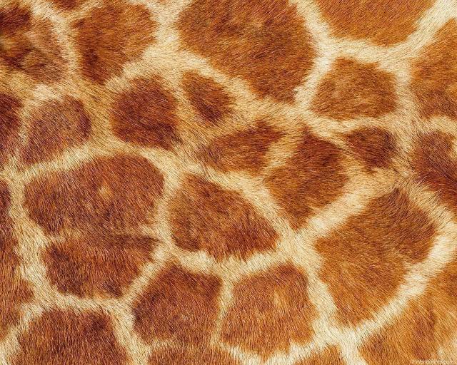 animal_patterns_99.jpg